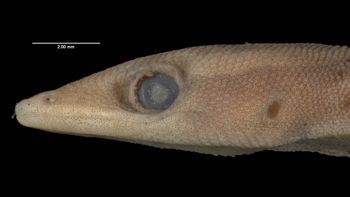 Media type: image;   Herpetology R-63218